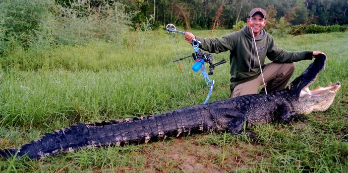 American alligator hunting florida