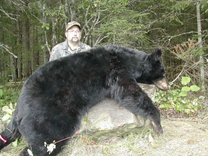 Maine Black Bear Hunting Guide, Outfitter, Booking Agent